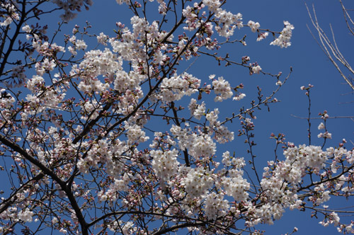 千鳥ヶ淵の桜1