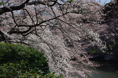 千鳥ヶ淵の桜2