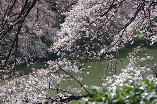 千鳥ヶ淵の桜3