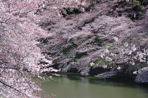 千鳥ヶ淵の桜4