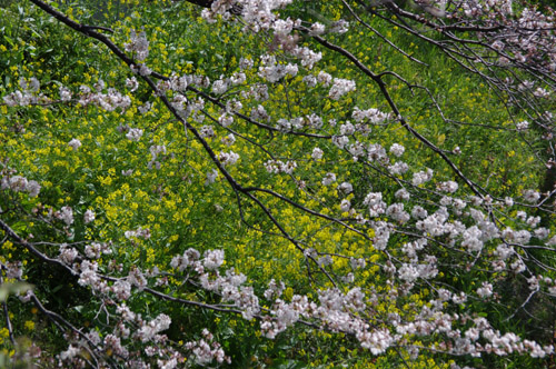 千鳥ヶ淵の桜5