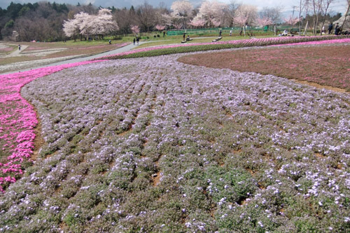 芝桜の丘