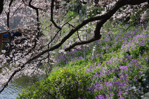 千鳥ヶ淵の桜6