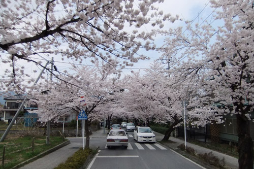 桜のトンネル