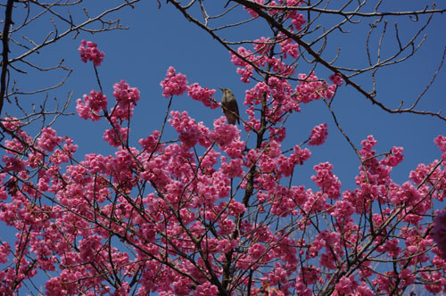 寒緋桜3