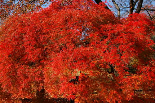 紅葉