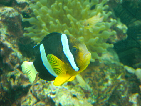 葛西臨海水族館1