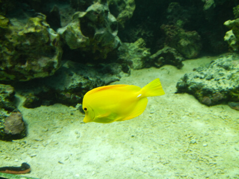 葛西臨海水族館2