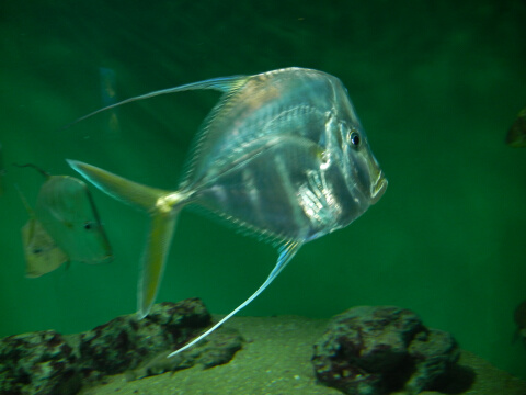 葛西臨海水族館3