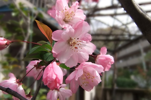 花海棠