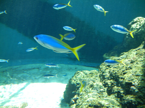 葛西臨海水族館5