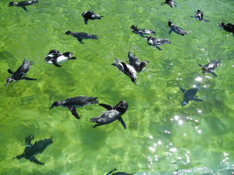 葛西臨海水族館9