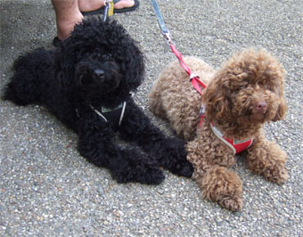 小次郎＆ココア