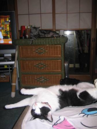 チェリーとミー