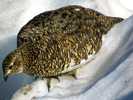 ライチョウさんオス