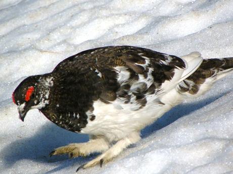 ライチョウさんメス