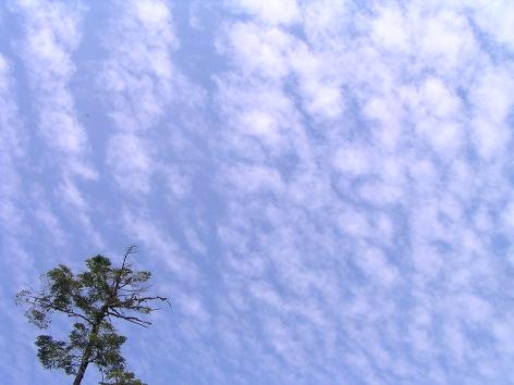初夏の空