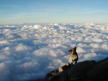 なぜにこんな所に犬が