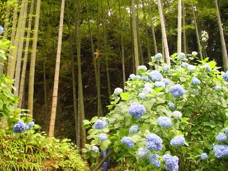 たけばやしと紫陽花