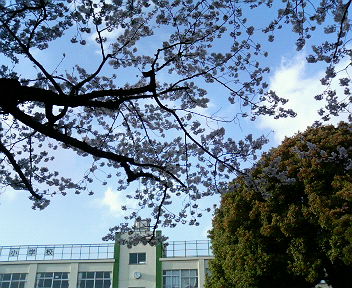 小学校の桜