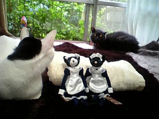 メイド猫