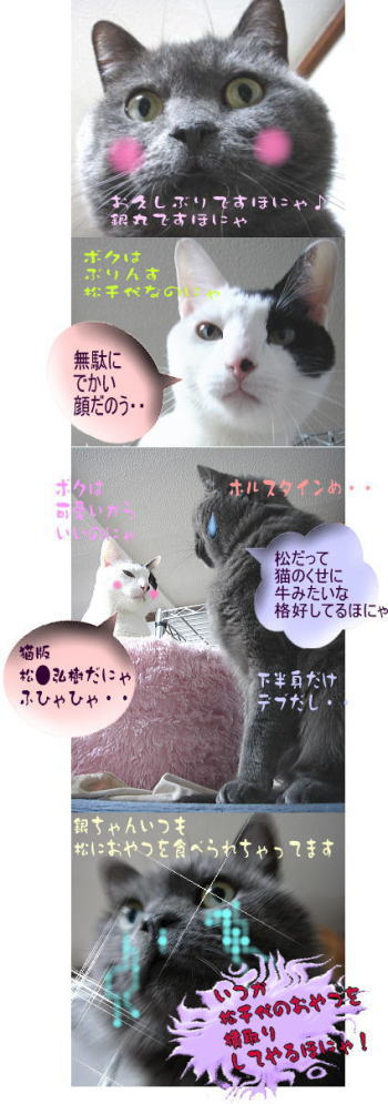 銀丸やっぱり顔でかい