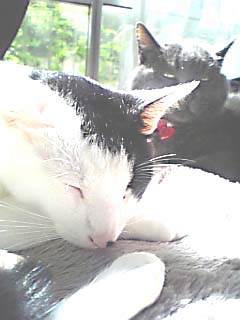 銀じぃの熱い視線