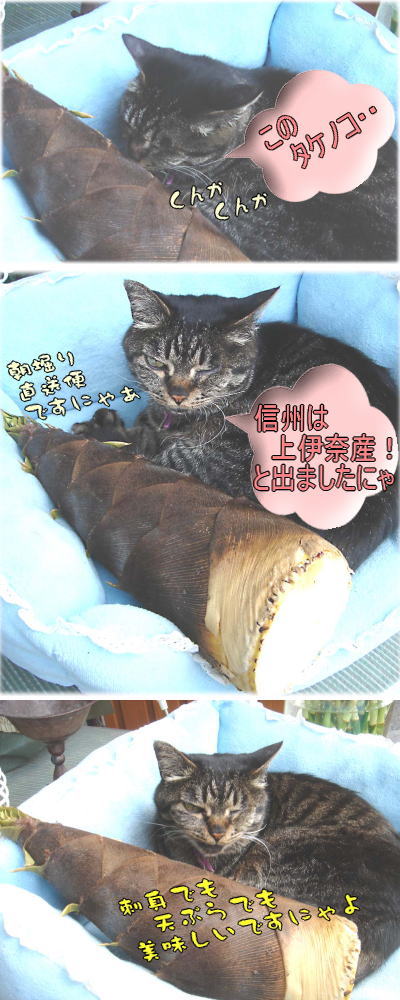 まぁぶるたけのこを鑑定