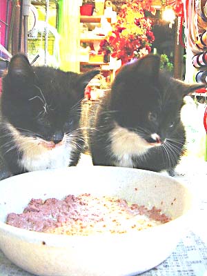 フレディとエレット