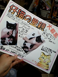 仔猫の里親さん募集中でっす!