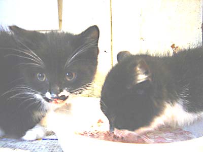 フレディとエレット