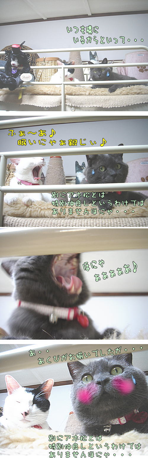 仲良くなくなくなくない猫にゃのです