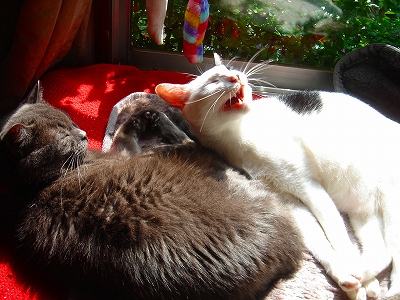 にゃんこあくび