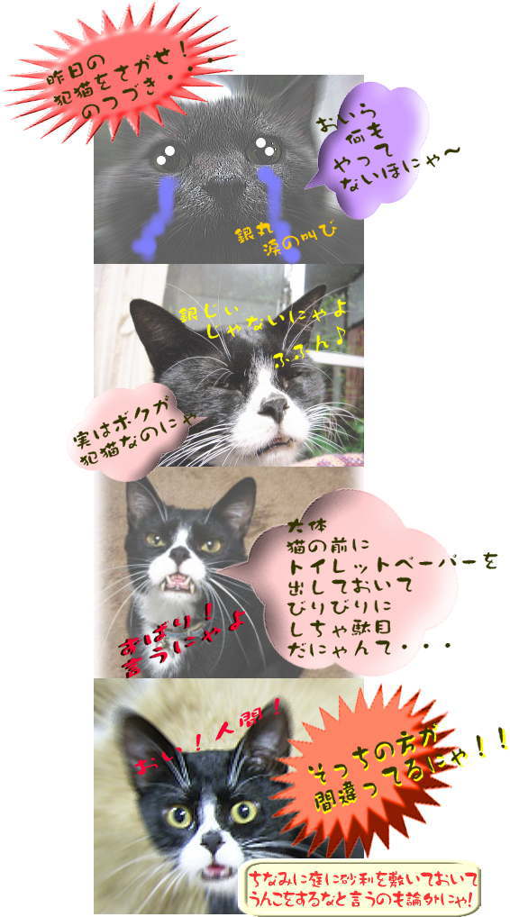 taiki