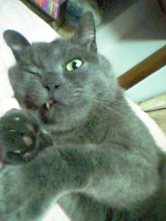 うちのブスこいの