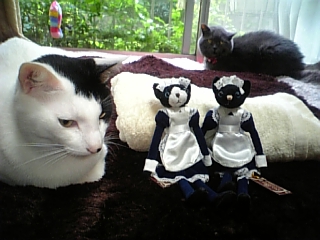メイド猫