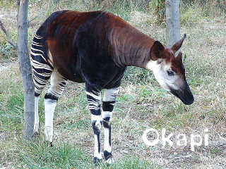 Okapi