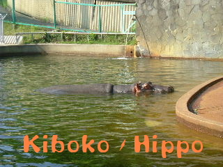 Kiboko