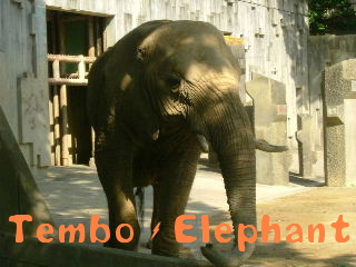 Tembo