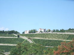 城壁から見るブドウ畑