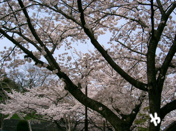 sakura
