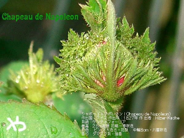シャポー　ドゥ　ナポレオン