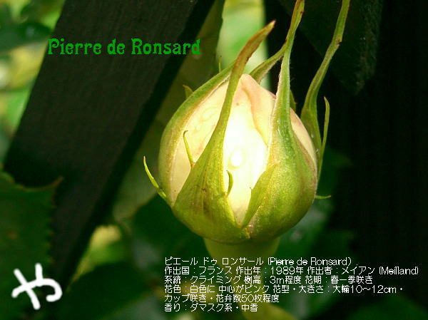 ピエール　ドゥ　ロンサール