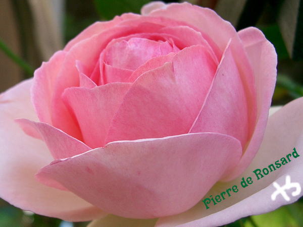 pierre de ronsard1-2