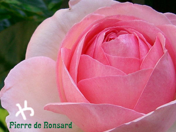 pierre de ronsard2