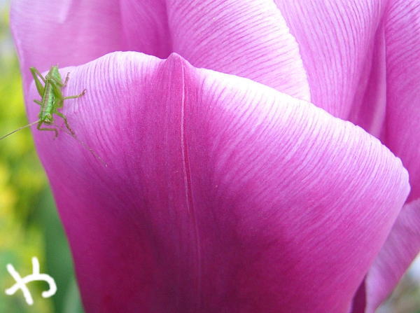 チューリップと黄緑の虫♪