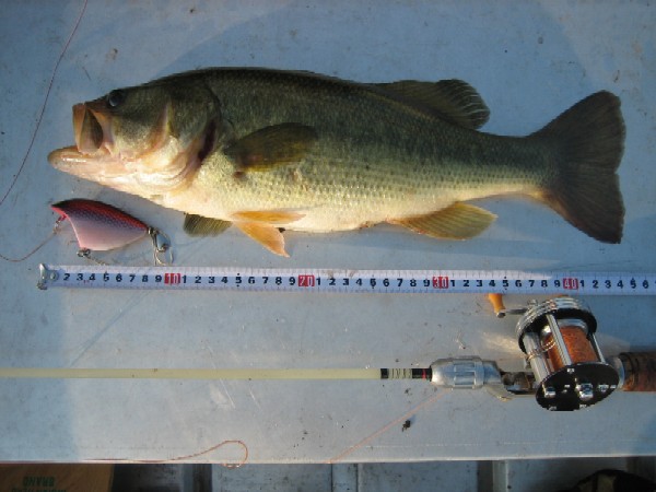 811bass44cm