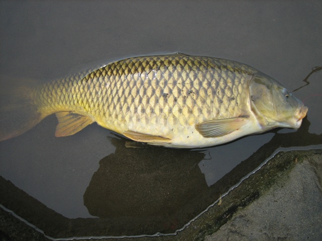 carp2