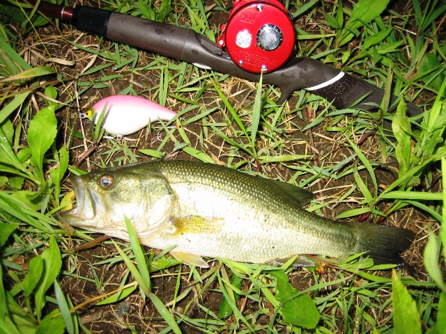 8.18bass