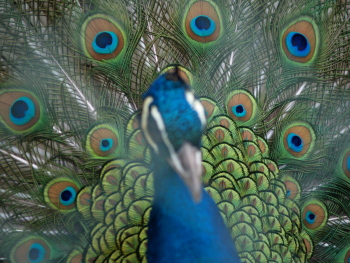 グリーンセンター